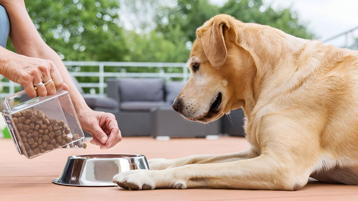 Healthy Routines Through Pet Feeding