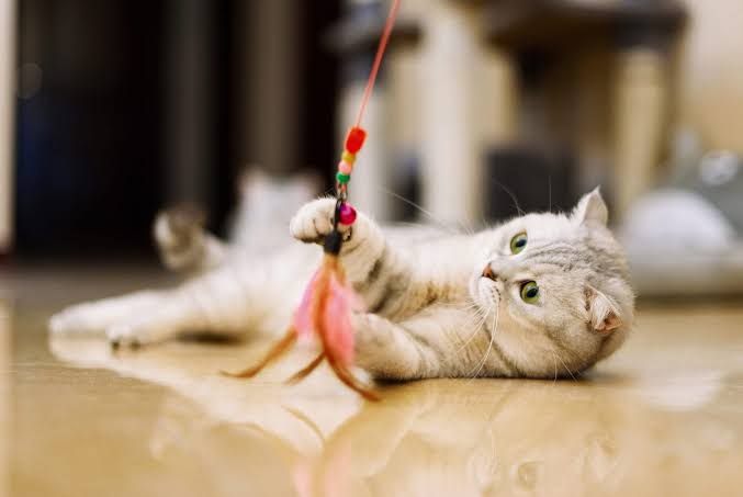 Fun Pet Toys Inspire Happiness